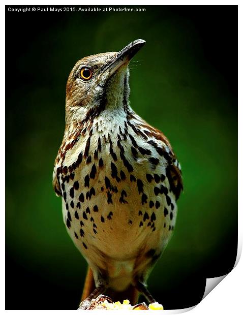  Brown Thrasher Print by Paul Mays