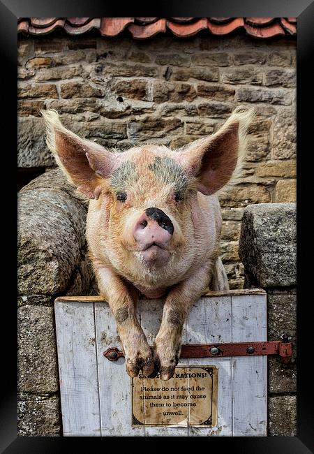  Piggin` Poser Framed Print by Northeast Images