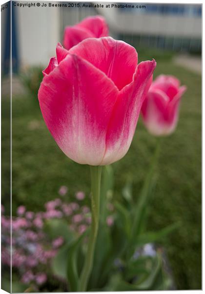 pink tulips Canvas Print by Jo Beerens