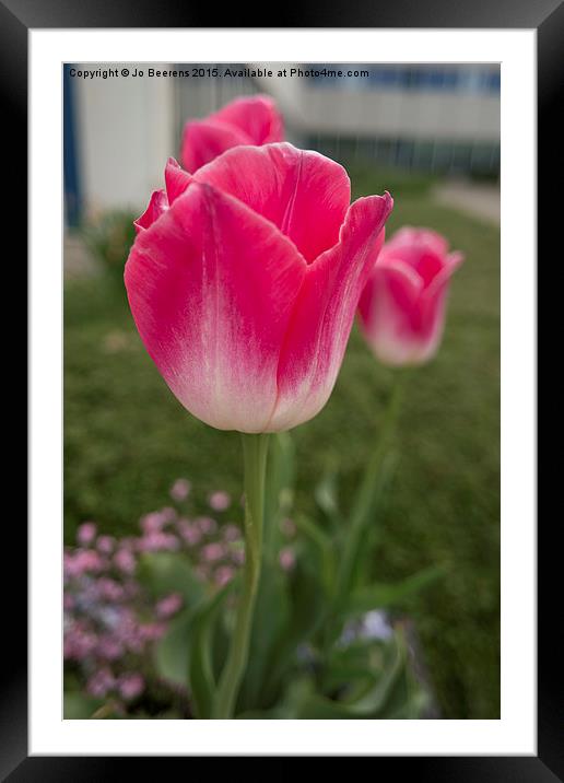 pink tulips Framed Mounted Print by Jo Beerens