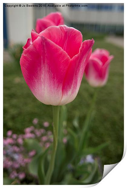 pink tulips Print by Jo Beerens