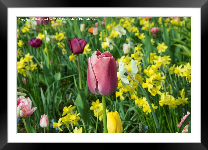  Purple Tulip  Framed Mounted Print by Rob Hawkins