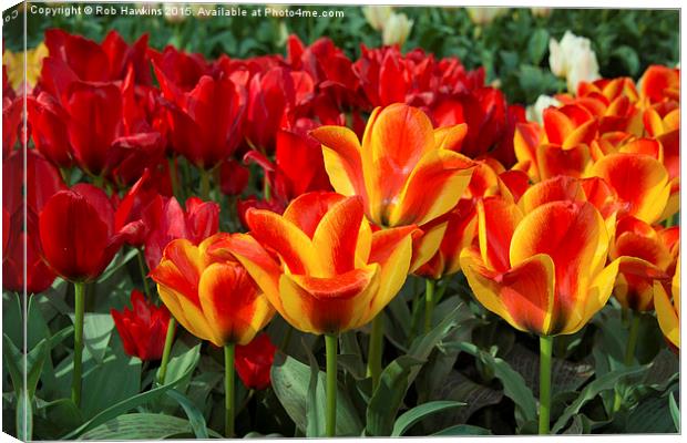 Red yellow Tulips  Canvas Print by Rob Hawkins