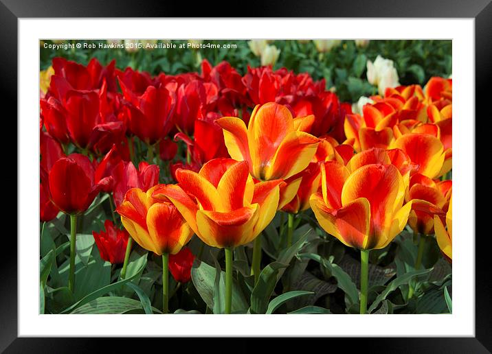  Red yellow Tulips  Framed Mounted Print by Rob Hawkins