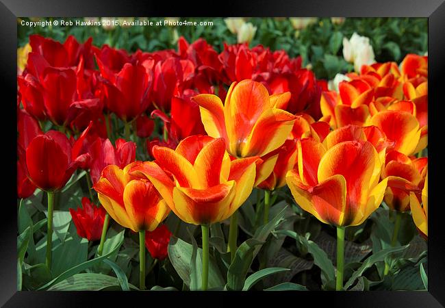  Red yellow Tulips  Framed Print by Rob Hawkins