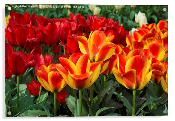  Red yellow Tulips  Acrylic by Rob Hawkins