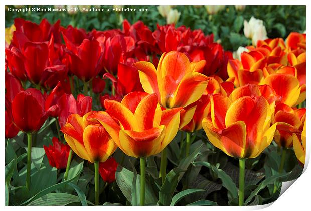  Red yellow Tulips  Print by Rob Hawkins