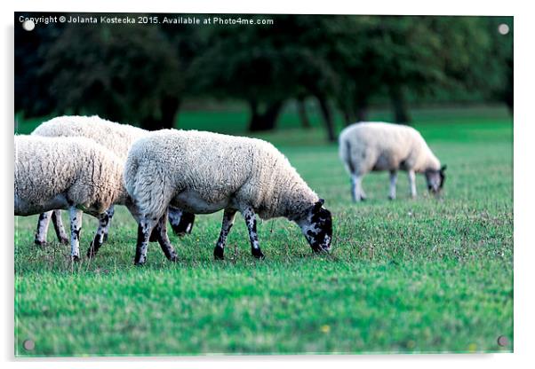   Flock of sheep Acrylic by Jolanta Kostecka