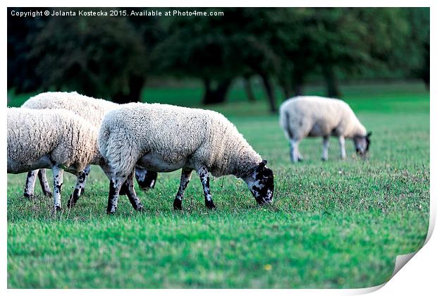   Flock of sheep Print by Jolanta Kostecka