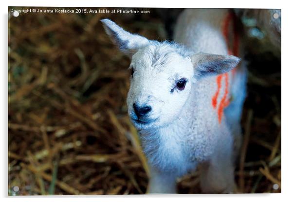  Little lamb Acrylic by Jolanta Kostecka