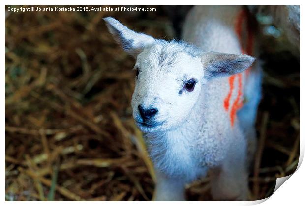  Little lamb Print by Jolanta Kostecka
