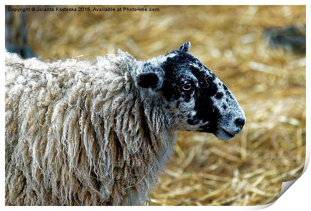  Ewe in a pen Print by Jolanta Kostecka