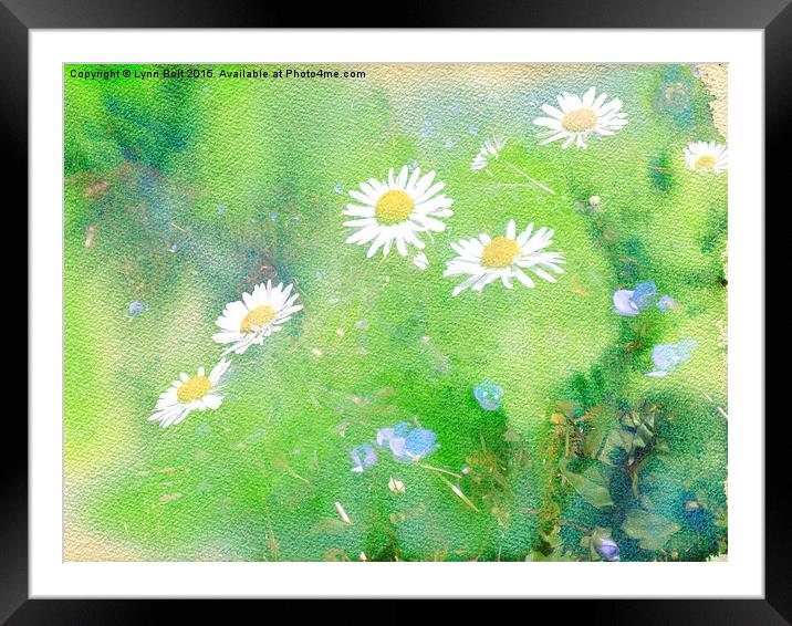 Forget Me Not and Daisies  Framed Mounted Print by Lynn Bolt