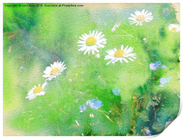 Forget Me Not and Daisies  Print by Lynn Bolt