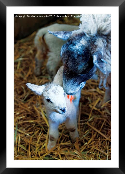  Mother sheep with lamb Framed Mounted Print by Jolanta Kostecka