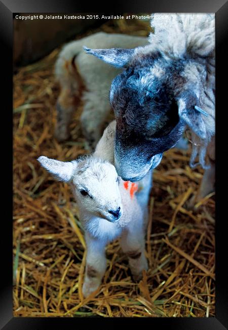  Mother sheep with lamb Framed Print by Jolanta Kostecka