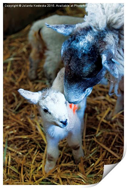  Mother sheep with lamb Print by Jolanta Kostecka