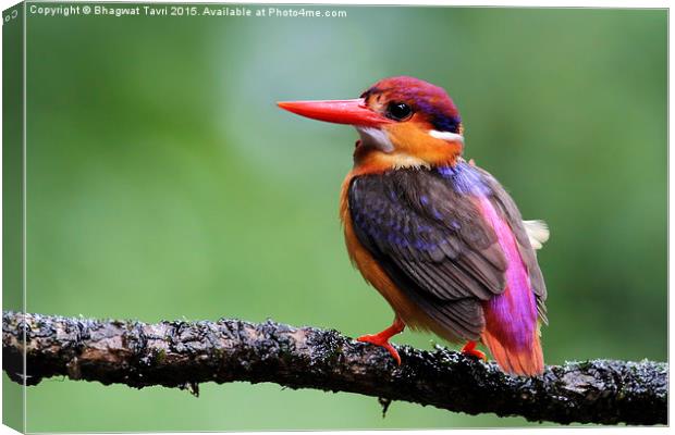  Oriental dwarf kingfisher Canvas Print by Bhagwat Tavri