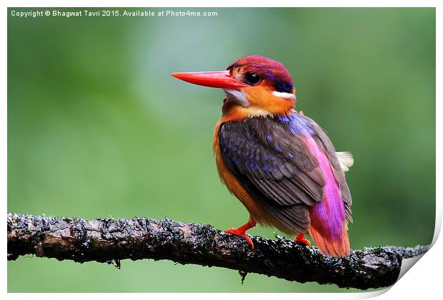  Oriental dwarf kingfisher Print by Bhagwat Tavri