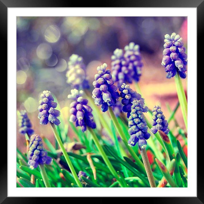  Spring Muscari Framed Mounted Print by Rosanna Zavanaiu