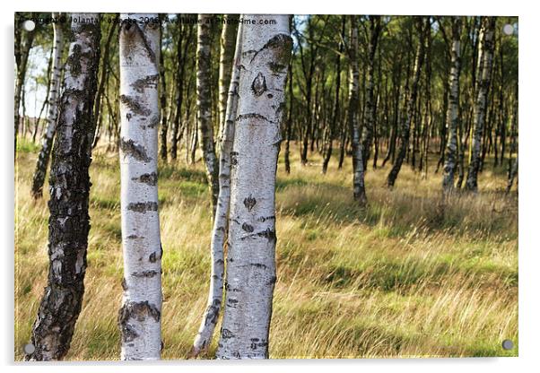  Birch forest Acrylic by Jolanta Kostecka
