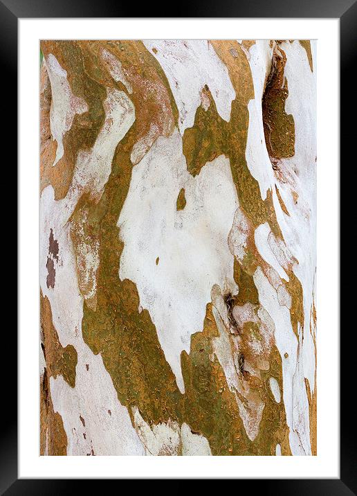 Eucalyptus  Bark Abstract Framed Mounted Print by Colin Tracy