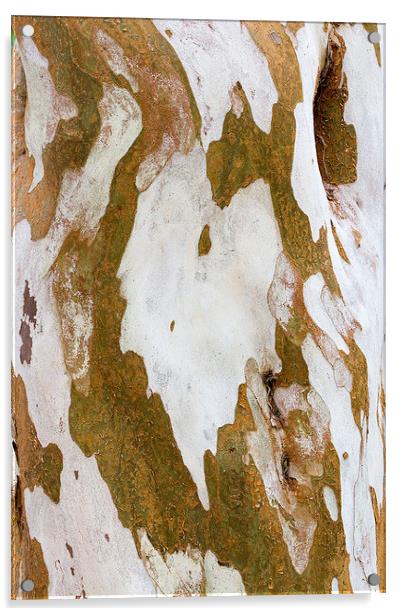 Eucalyptus  Bark Abstract Acrylic by Colin Tracy
