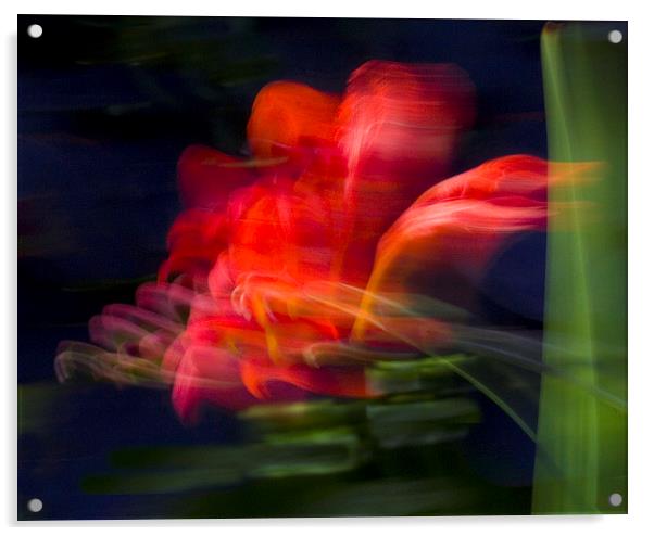  Wind-blown Crocosmia Acrylic by Colin Tracy