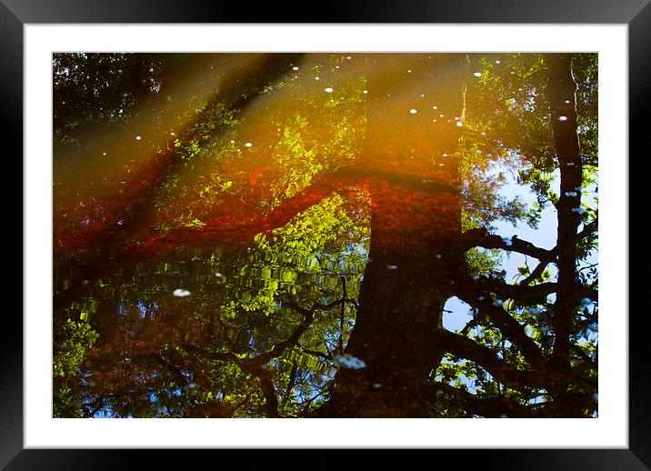  Reflections and Refractions Framed Mounted Print by Colin Tracy