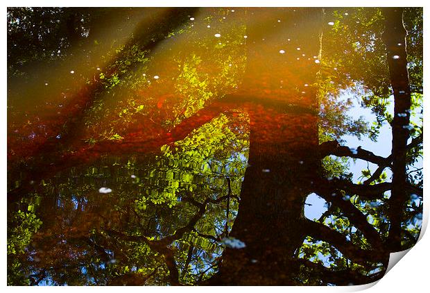  Reflections and Refractions Print by Colin Tracy