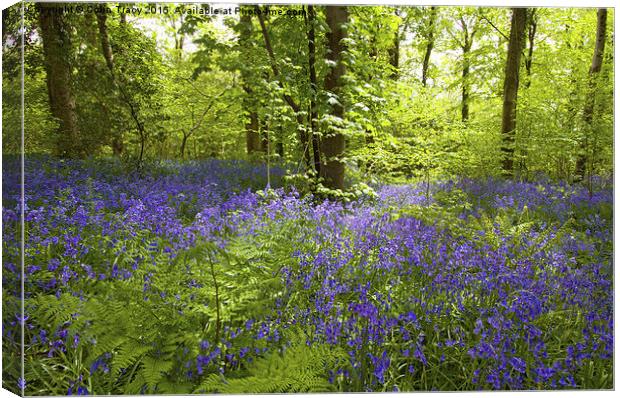  Bluebells and Ferns Canvas Print by Colin Tracy
