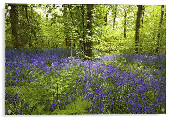  Bluebells and Ferns Acrylic by Colin Tracy