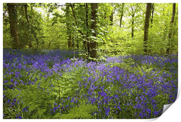 Bluebells and Ferns Print by Colin Tracy