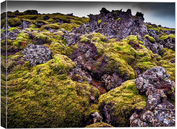 Lichen Outlook, Iceland Canvas Print by Mark Llewellyn