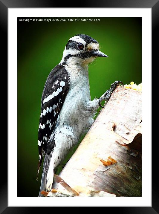  Female Downey Woodpecker Framed Mounted Print by Paul Mays