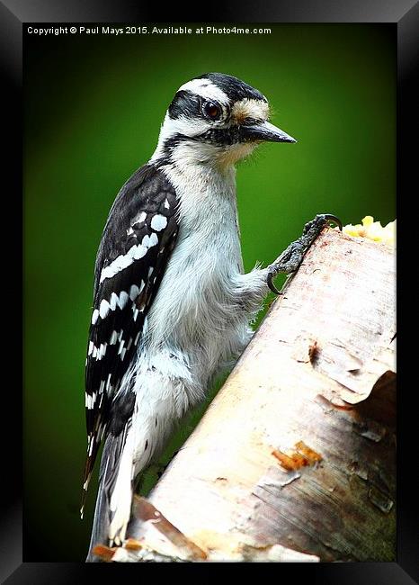  Female Downey Woodpecker Framed Print by Paul Mays