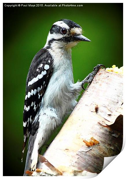  Female Downey Woodpecker Print by Paul Mays
