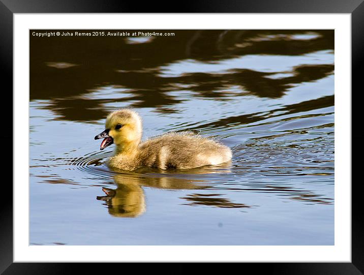 Canada Goose gosling Framed Mounted Print by Juha Remes