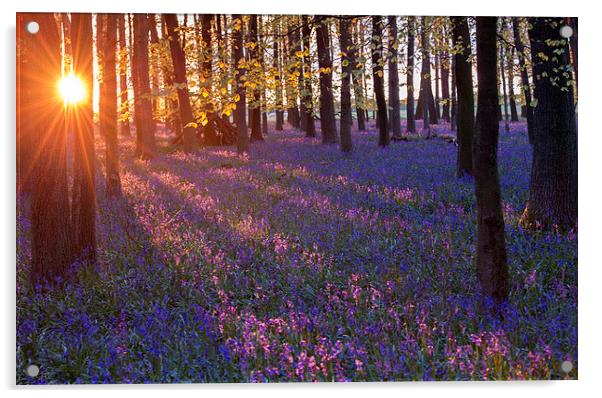  Bluebell sunset Acrylic by Inguna Plume