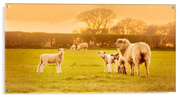  Sheeps Acrylic by Inguna Plume