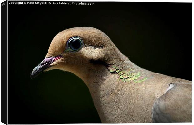 Mourning Dove Canvas Print by Paul Mays
