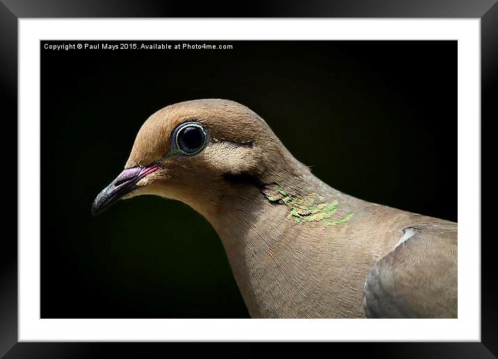Mourning Dove Framed Mounted Print by Paul Mays