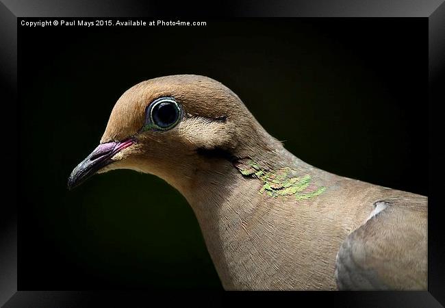 Mourning Dove Framed Print by Paul Mays