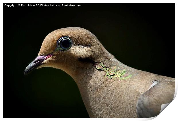 Mourning Dove Print by Paul Mays