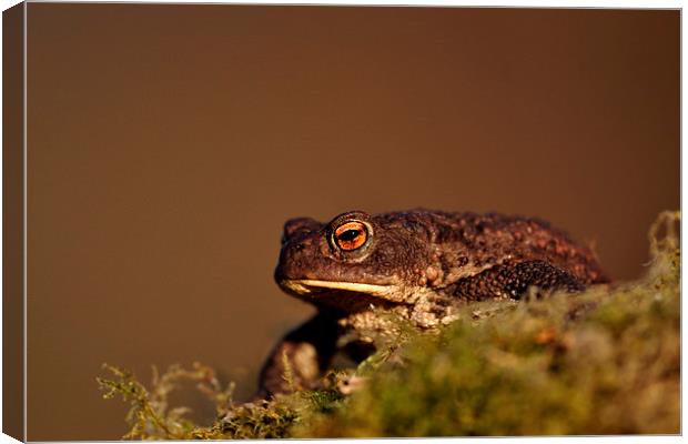    Toad Canvas Print by Macrae Images