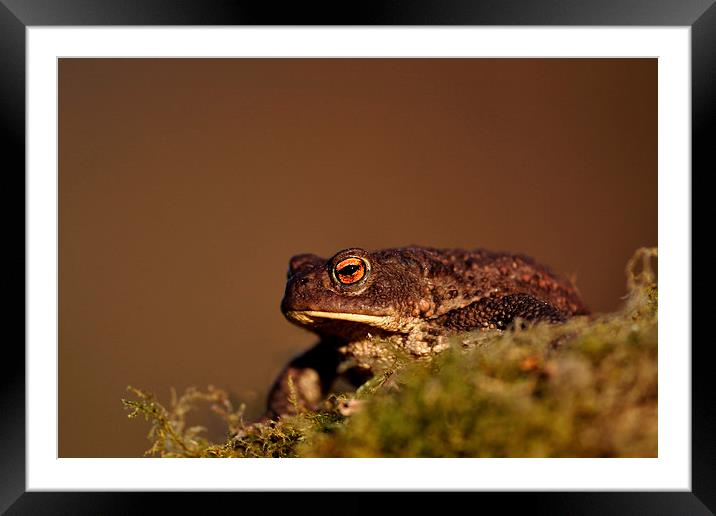    Toad Framed Mounted Print by Macrae Images