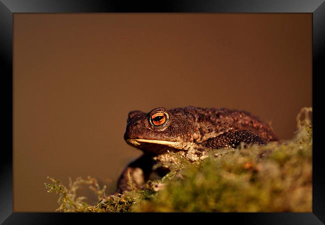    Toad Framed Print by Macrae Images