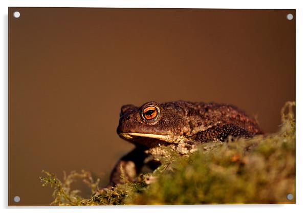    Toad Acrylic by Macrae Images