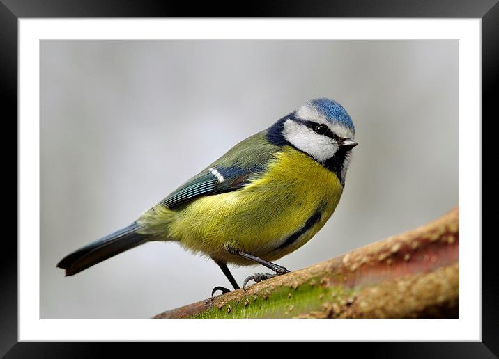     Blue Tit Framed Mounted Print by Macrae Images