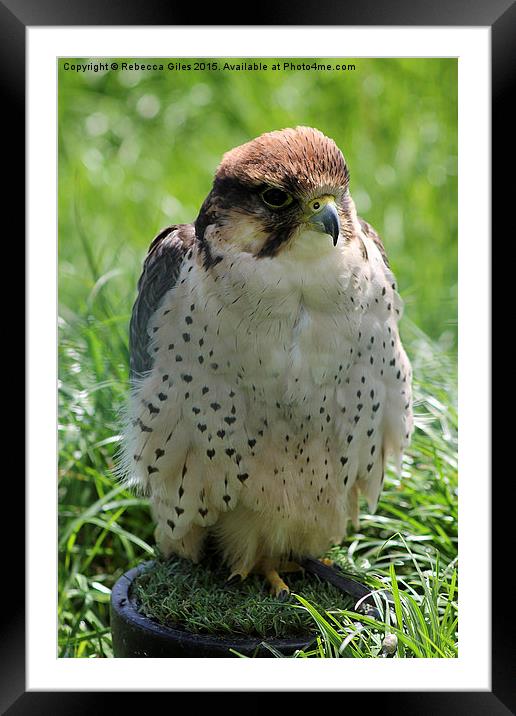  Lanner Falcon Framed Mounted Print by Rebecca Giles